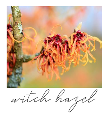 Witch hazel blossoms